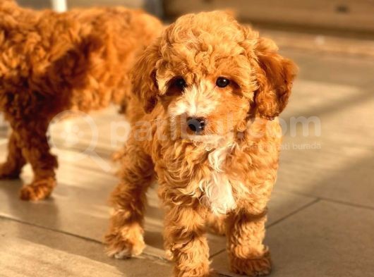 Sağlik Garanti̇li̇ Red Toy Poodle Yavrular görsel