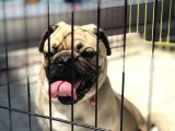 Wc Eği̇ti̇mli̇ 9Aylik Erkek Pug