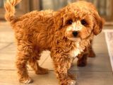 Sağlik Garanti̇li̇ Red Toy Poodle Yavrular