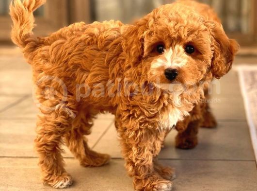 Sağlik Garanti̇li̇ Red Toy Poodle Yavrular görsel