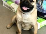 Wc Eği̇ti̇mli̇ 9aylik Erkek Pug