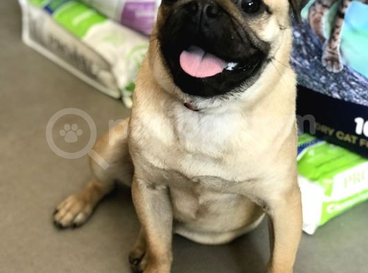 Wc Eği̇ti̇mli̇ 9Aylik Erkek Pug