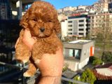 Red Malti̇po