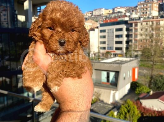 Red Malti̇po görsel