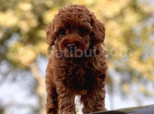 Red Brown(Kizil) Toy Poodle Yavrular görsel