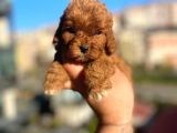 Red Malti̇po