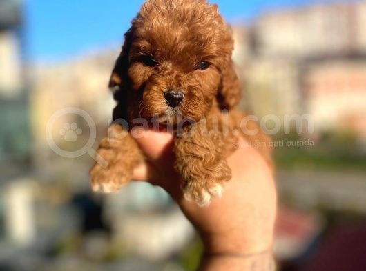 Red Malti̇po görsel