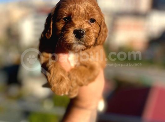 Red Malti̇po