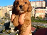 Red Malti̇po