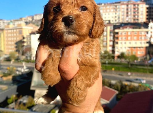 Red Malti̇po görsel