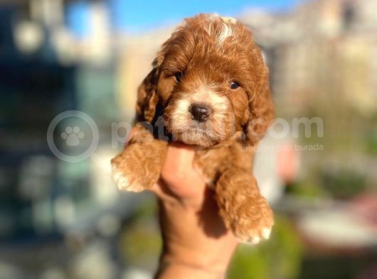 Red Malti̇po görsel