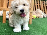 Di̇zayn Irk Malti̇poo Bebekler Pasaportlu