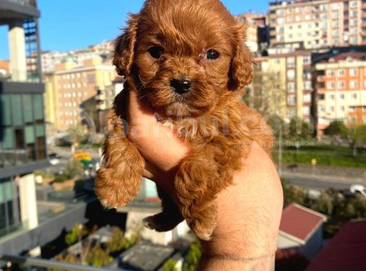 Red Malti̇po görsel