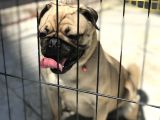Wc Eği̇ti̇mli̇ 9Aylik Erkek Pug