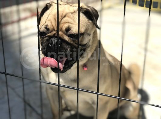 Wc Eği̇ti̇mli̇ 9Aylik Erkek Pug görsel