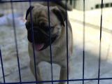 Wc Eği̇ti̇mli̇ 9Aylik Erkek Pug
