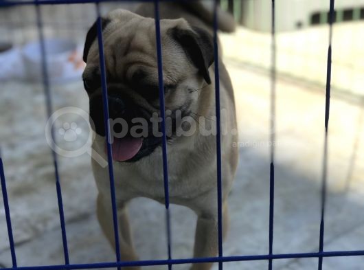Wc Eği̇ti̇mli̇ 9Aylik Erkek Pug görsel