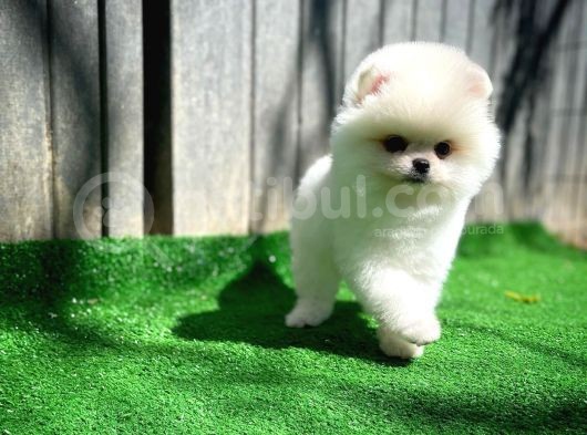 Ödül Adayı Safkan Boo Pomeranian Oğlumuz Bonjo görsel