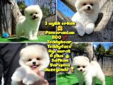 Ödül Adayı Safkan Boo Pomeranian Oğlumuz Bonjo