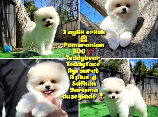Ödül Adayı Safkan Boo Pomeranian Oğlumuz Bonjo