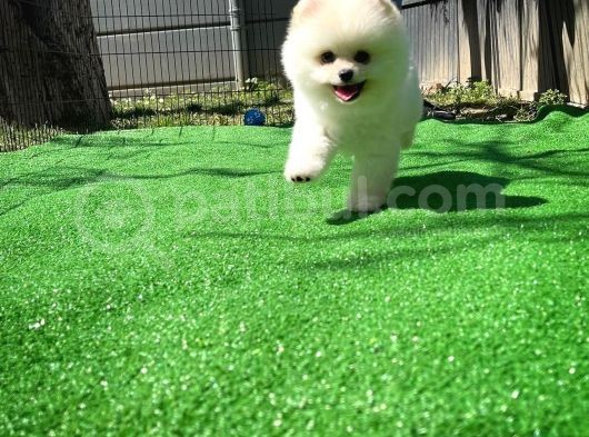 Ödül Adayı Safkan Boo Pomeranian Oğlumuz Bonjo görsel