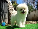 Ödül Adayı Safkan Boo Pomeranian Oğlumuz Bonjo