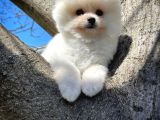 Ödül Adayı Safkan Boo Pomeranian Oğlumuz Bonjo
