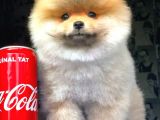 2.5 Aylık Pomerian Boo
