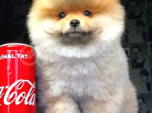 2.5 Aylık Pomerian Boo görsel