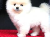 2.5 Aylık Pomerian Boo
