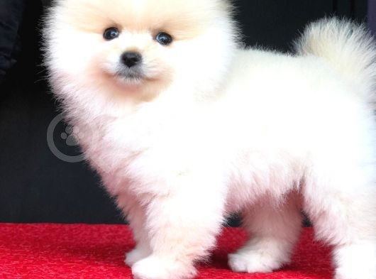 2.5 Aylık Pomerian Boo görsel