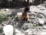 Malinois Kizimiz...