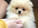2.5 Aylık Pomerian Boo