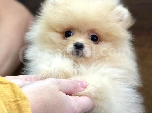 2.5 Aylık Pomerian Boo görsel