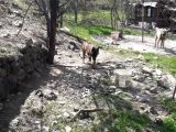 Malinois Kizimiz...