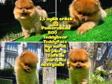 Yarışma Duzeyinde Safkan Boo Pomeranian Oğlumuz Eddy