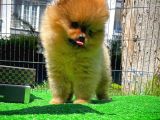 Yarışma Duzeyinde Safkan Boo Pomeranian Oğlumuz Eddy