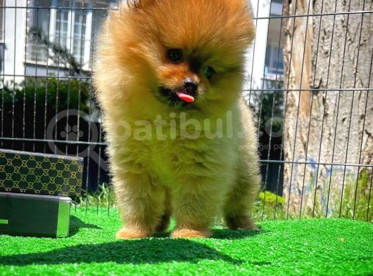 Yarışma Duzeyinde Safkan Boo Pomeranian Oğlumuz Eddy görsel