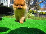 Yarışma Duzeyinde Safkan Boo Pomeranian Oğlumuz Eddy