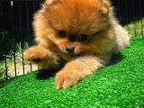 Yarışma Duzeyinde Safkan Boo Pomeranian Oğlumuz Eddy