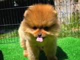 Yarışma Duzeyinde Safkan Boo Pomeranian Oğlumuz Eddy