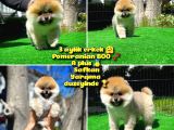 Soykan Boo Pomerani̇an Oğlumuz Papa
