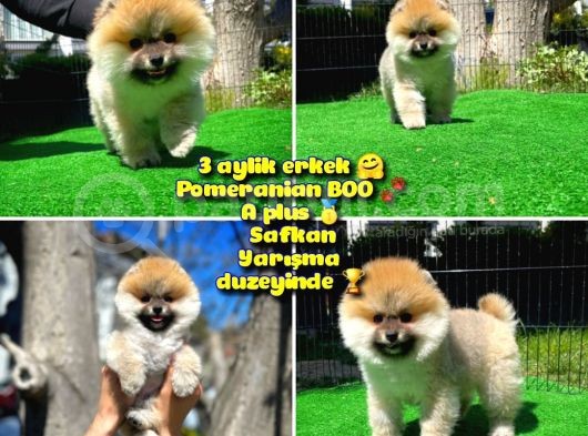 Soykan Boo Pomerani̇an Oğlumuz Papa