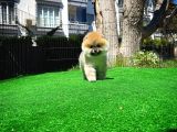 Soykan Boo Pomerani̇an Oğlumuz Papa