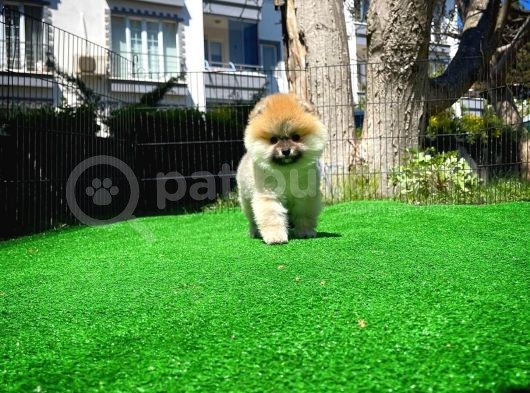 Soykan Boo Pomerani̇an Oğlumuz Papa görsel