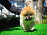 Soykan Boo Pomerani̇an Oğlumuz Papa