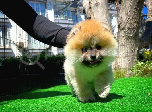Soykan Boo Pomerani̇an Oğlumuz Papa görsel