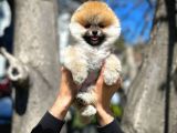 Soykan Boo Pomerani̇an Oğlumuz Papa