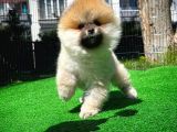 Soykan Boo Pomerani̇an Oğlumuz Papa