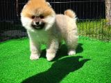 Soykan Boo Pomerani̇an Oğlumuz Papa